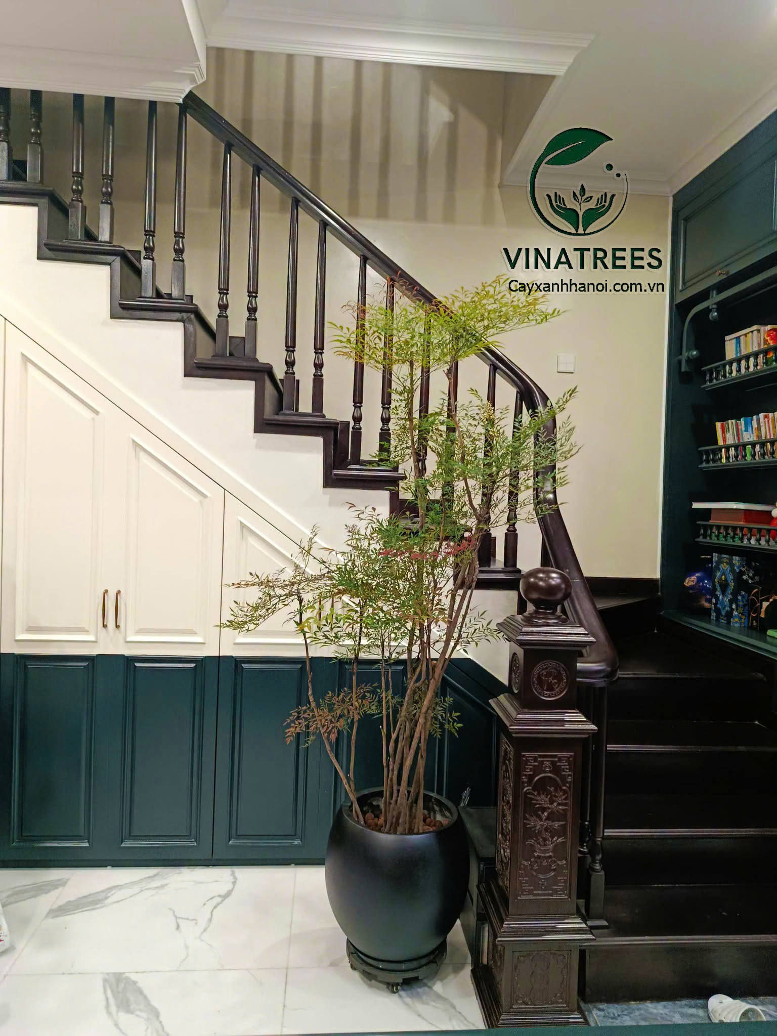 Cây văn phòng phong thủy _Vinatrees
